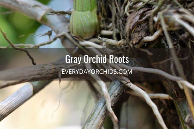 Gray orchid roots