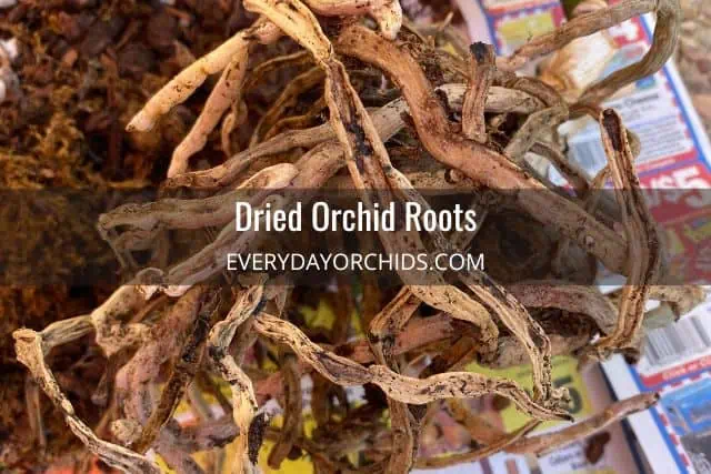 Dried out brown shriveled orchid roots