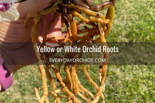 Person holding up unpotted orchid with yellow orchid roots