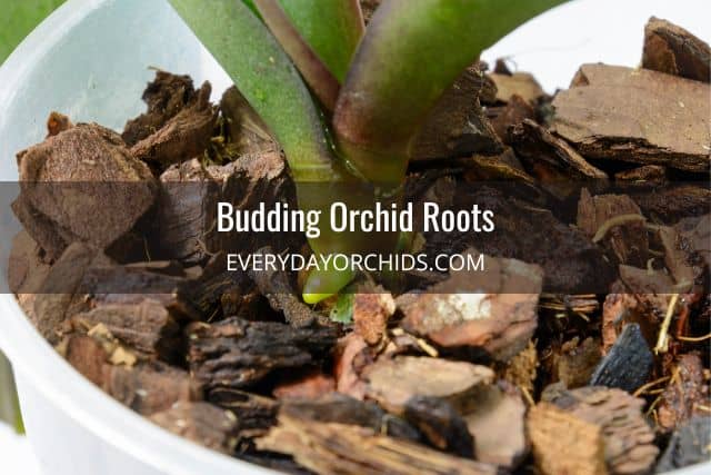 Orchid in pot with root bud
