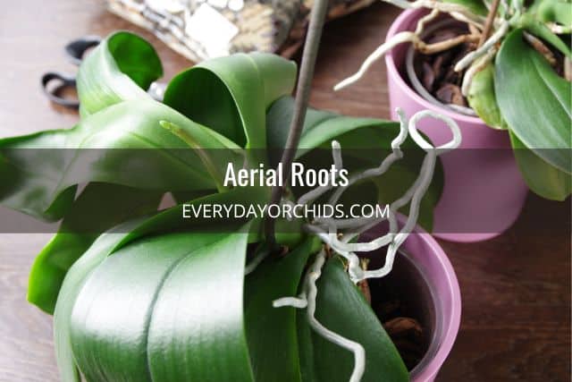 Potted orchid with lots of aerial roots 