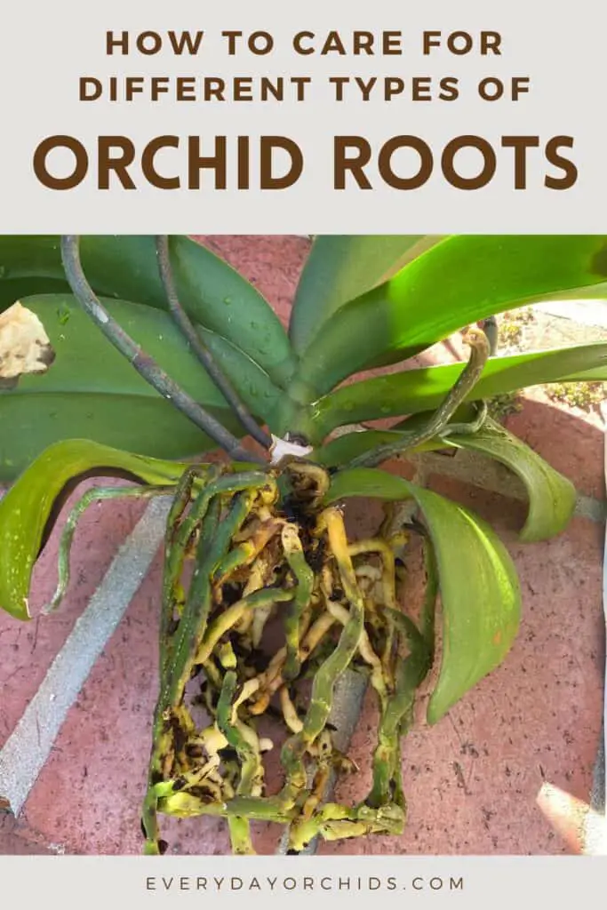 Unpotted orchid with green roots outdoors