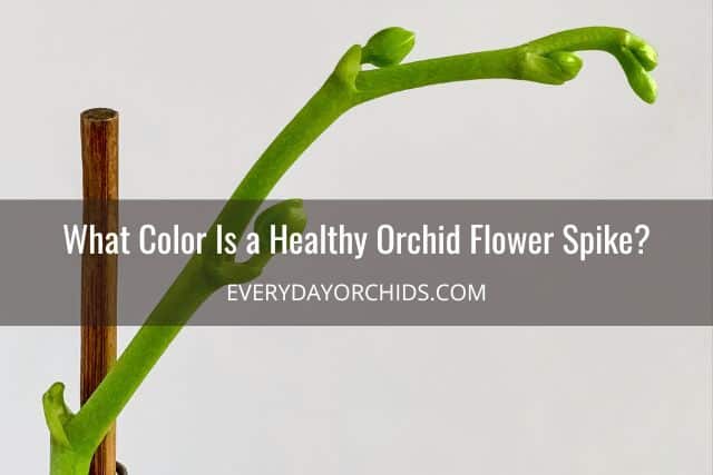Green orchid flower stem