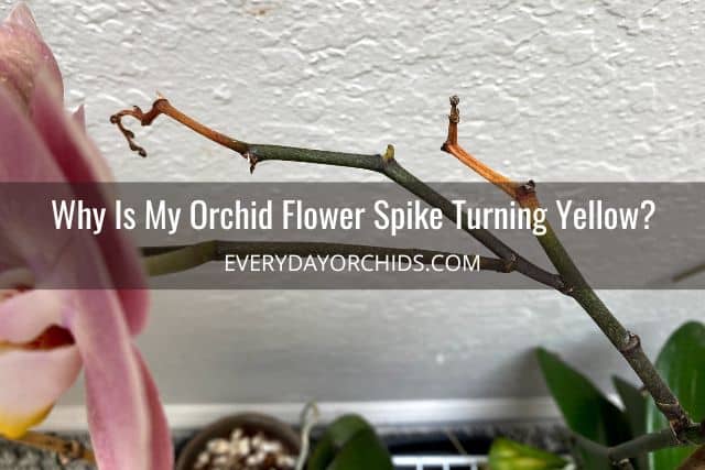 Orchid stem turning yellow