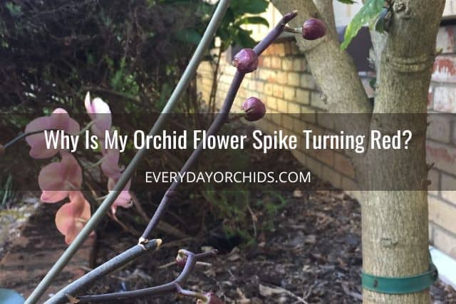 Red orchid flower spike outdoors