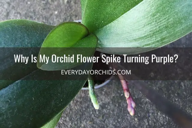 Orchid with purple flower spike