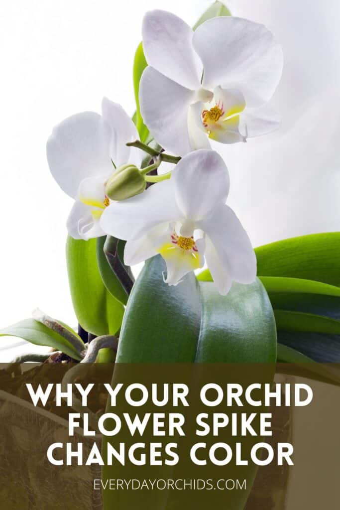 Orchid with white flowers and green colored stem