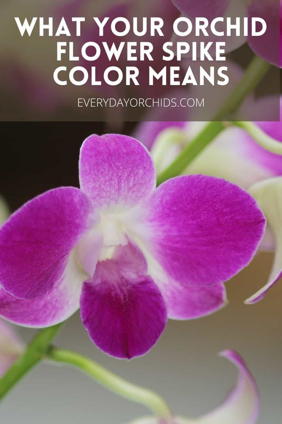 What Makes An Orchid Flower Spike Change Color? - Everyday Orchids