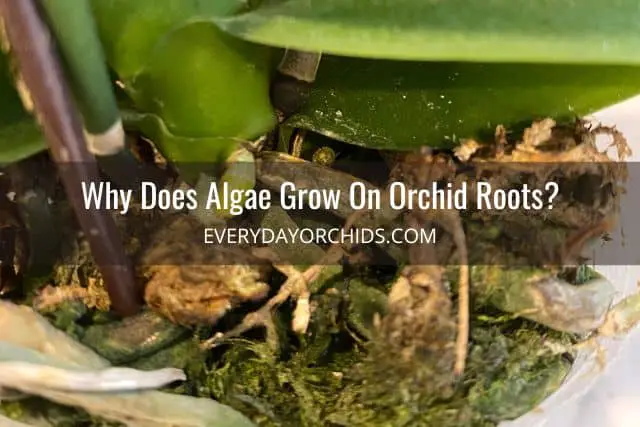 Orchid pot with algae on orchid roots and potting media