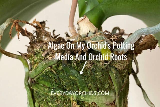 Algae on orchid sphagnum moss potting media and orchid roots