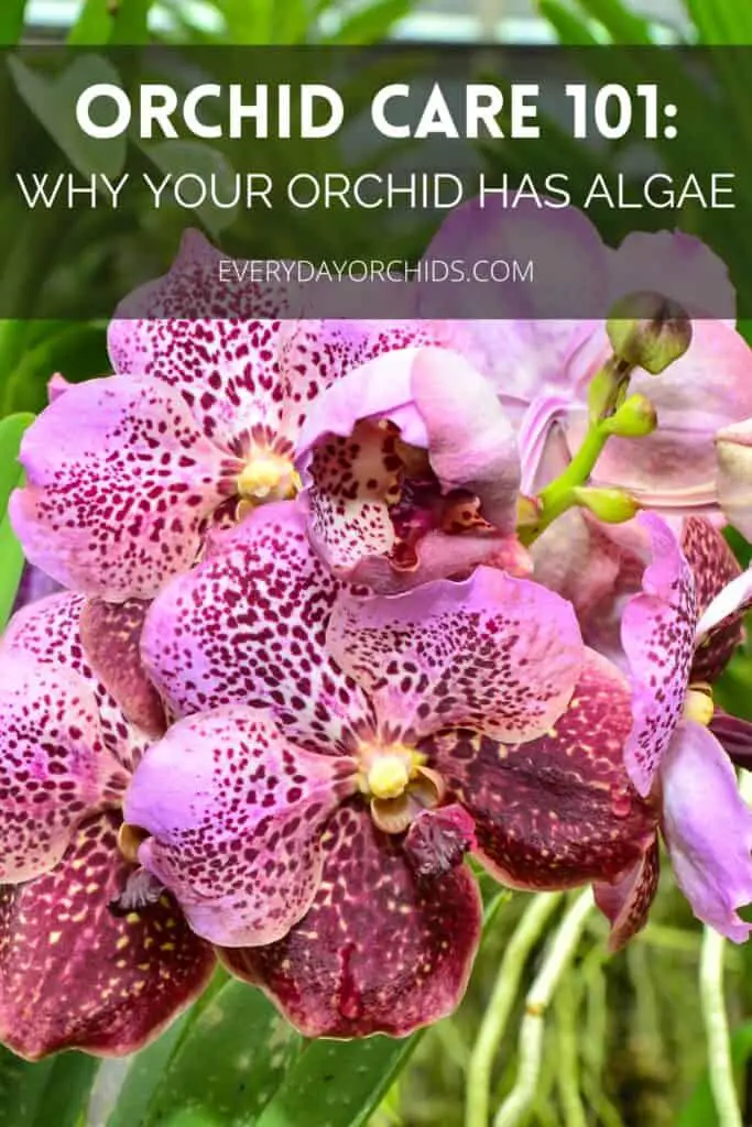 Pink orchid vanda flowers without algae