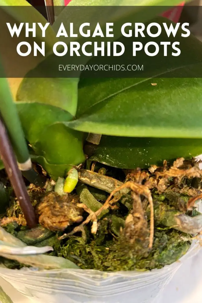 Orchid with algae on orchid potting media