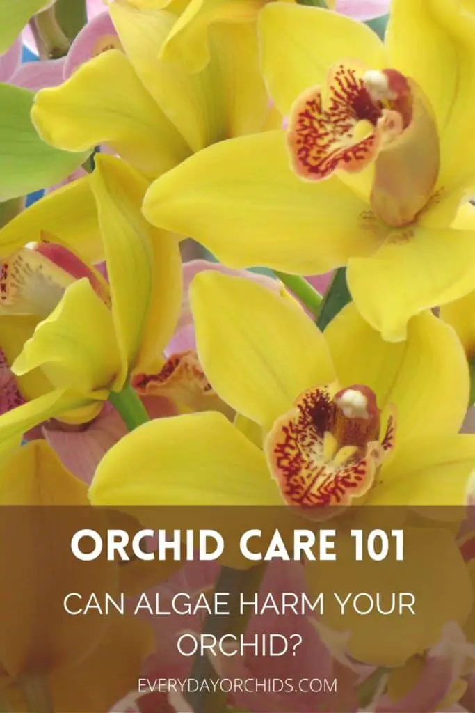 Yellow Cymbidium orchid flowers