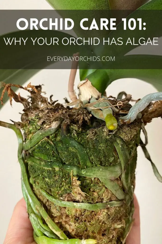 Close up of orchid with algae