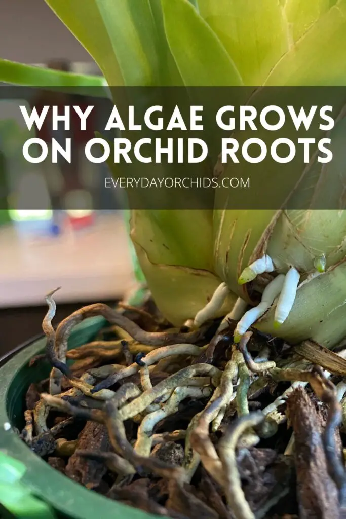 why-is-there-algae-on-your-orchid-roots-everyday-orchids