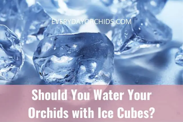 Water orchids ice cubes