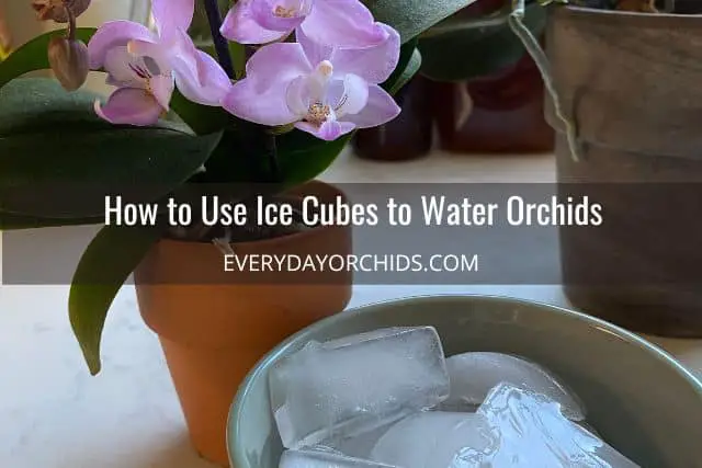 Orchid with bowl of ice cubes for watering