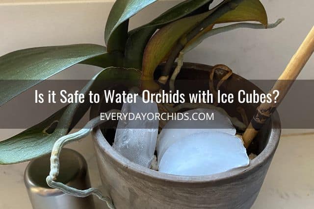 Orchid being watered with ice cubes
