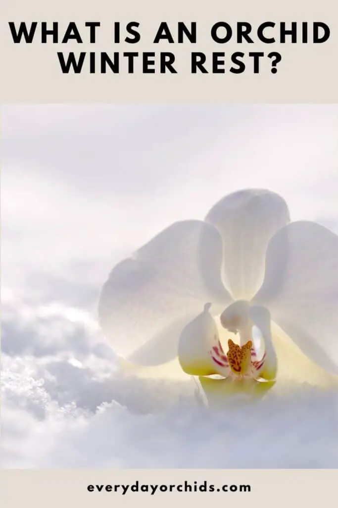 Orchid flower in the winter snow