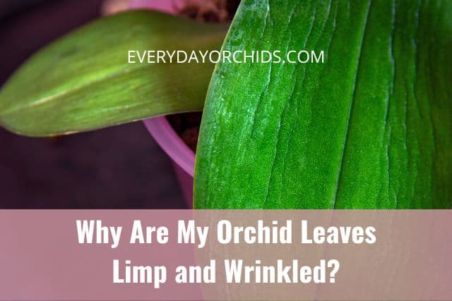 Orchid leaves wilting and wrinkled