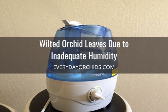 Cool-mist humidifier for orchids