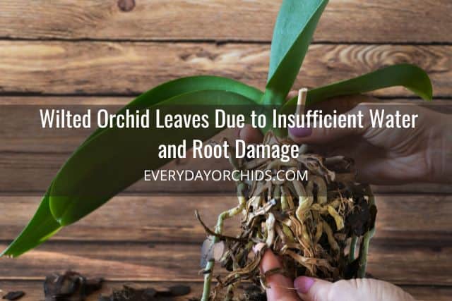 Orchid with root rot and wrinkled leaves