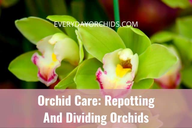 Cymbidium orchids 