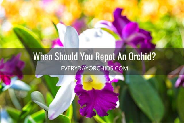 Cattleya orchids divided