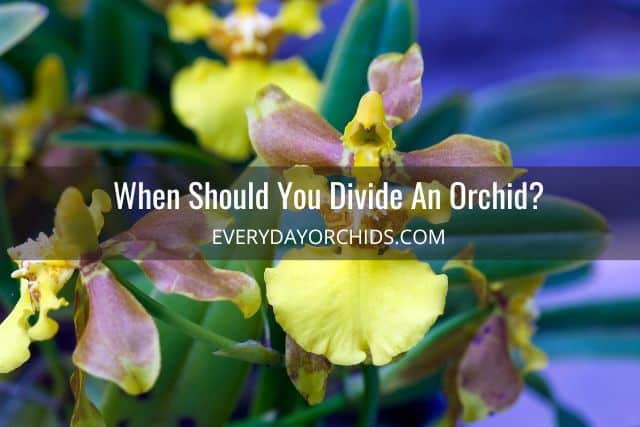 Oncidium orchids needing to be divided