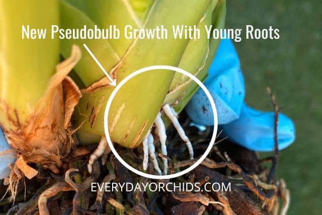 Identify new orchid growth and young pseudobulb before dividing orchid