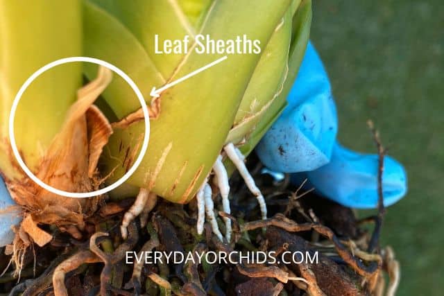 Example of orchid leaf sheath around pseudobulb