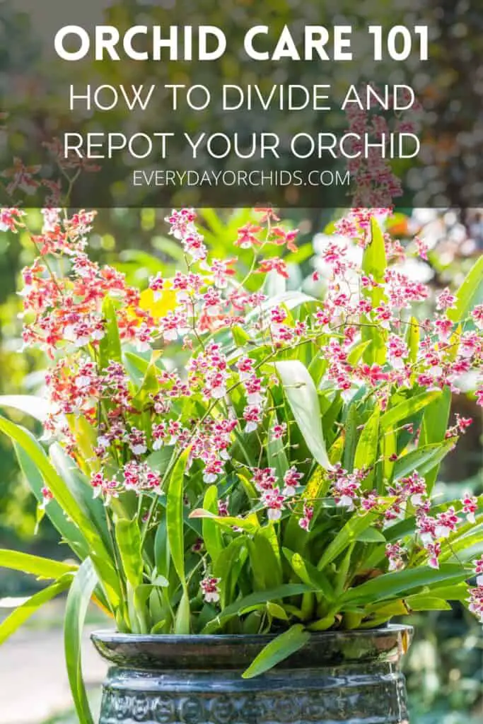 Oncidium orchids needing to be divided and repotted after blooming