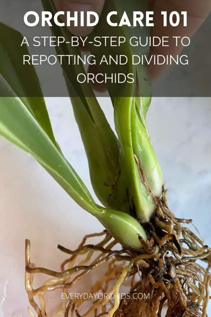 Orchid Care: Repotting And Dividing Orchids - Everyday Orchids