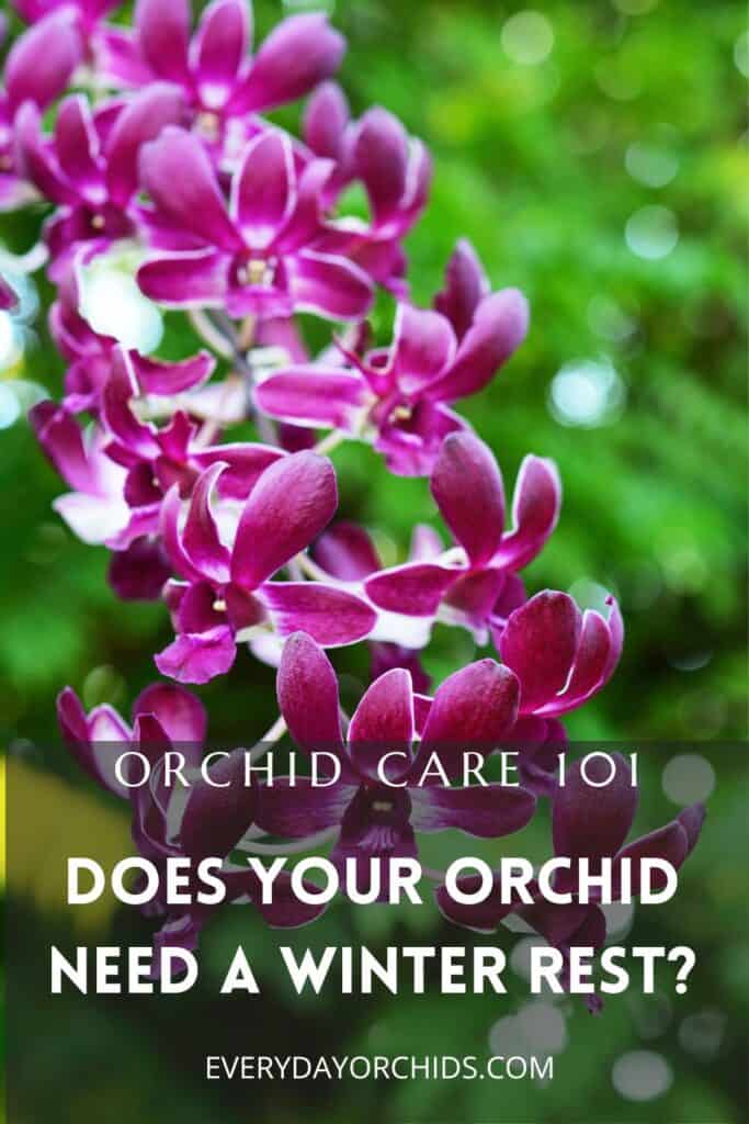 Dendrobium orchids outdoors