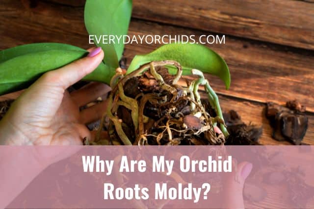 Orchid roots moldy, unpotted