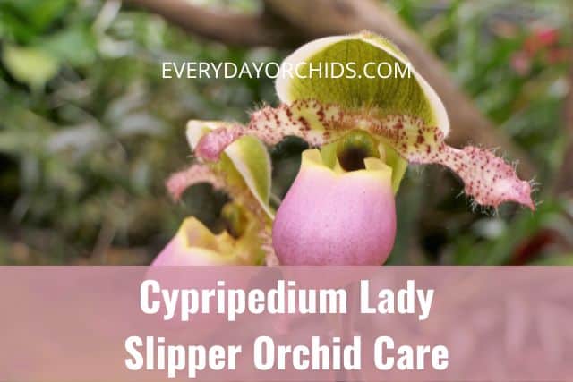 Close up of pink Lady Slipper Cypripedium orchid flower