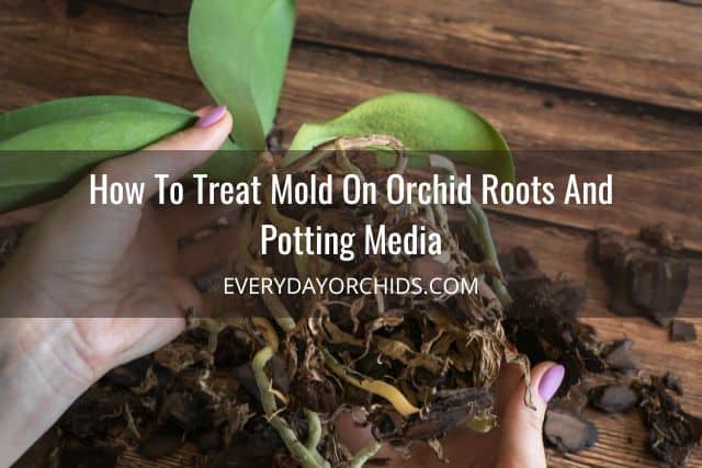 How To Treat Mold On Orchid Roots And Potting Media - Everyday Orchids