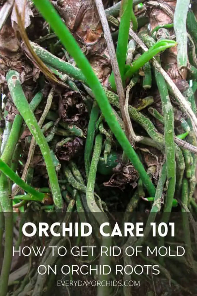 How To Treat Mold On Orchid Roots And Potting Media - Everyday Orchids