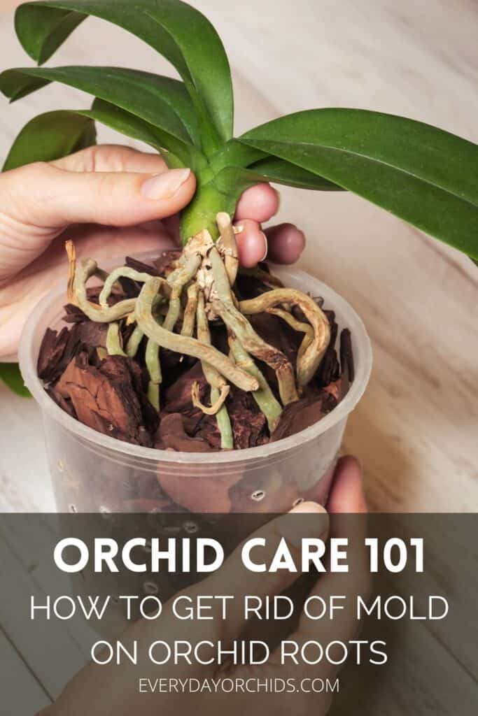 Person inspecting orchid roots for mold