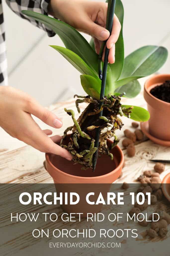 Person lifting moldy orchid roots from pot