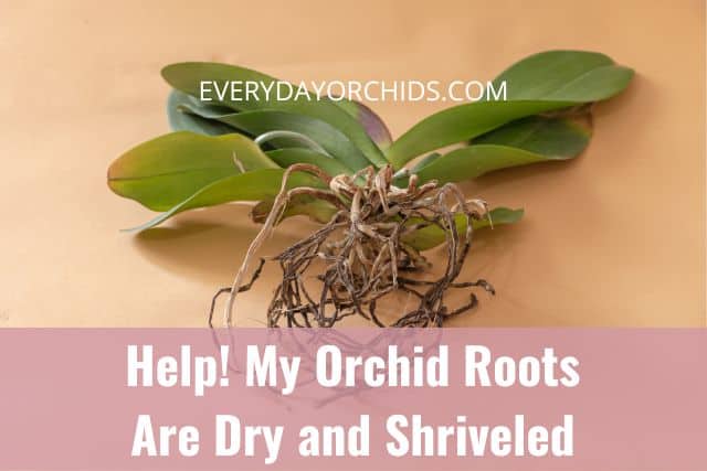 Dried orchid roots on an unpotted orchid