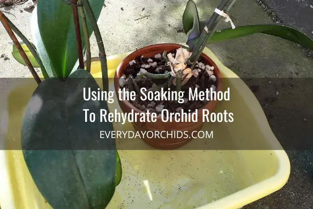 Orchids with dried roots soaking in a bucket of water