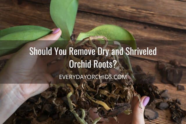 Person holding an orchid with dried roots and rotted roots