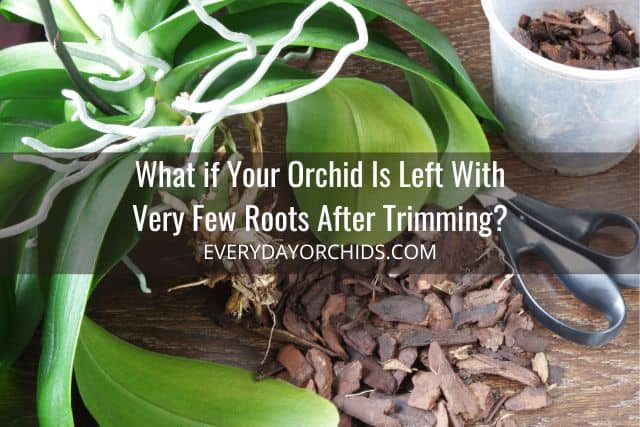 Orchid with aerial roots and no potted roots
