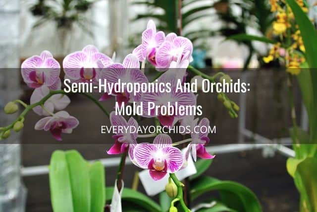 Orchids with mold grown in semi-hydroponics 