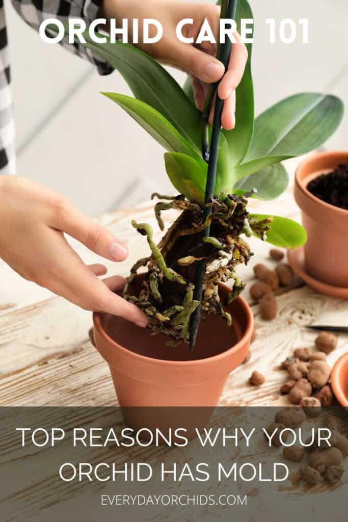 Orchid roots moldy in a pot