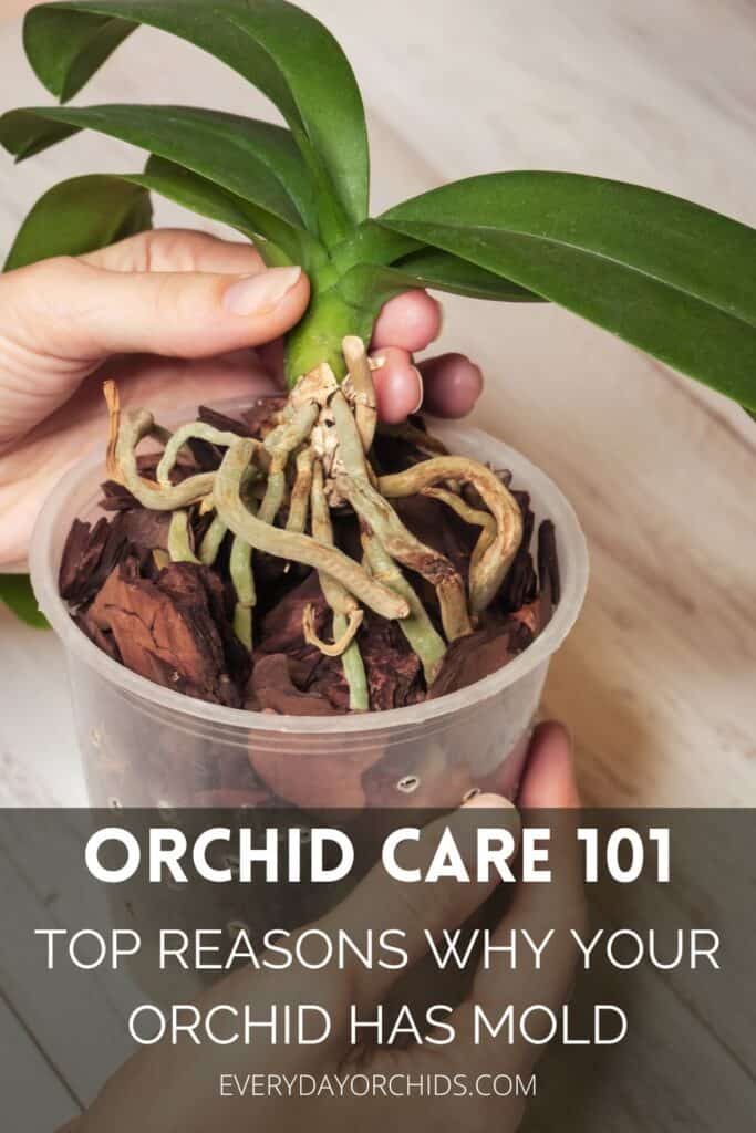 Orchid roots with white mold