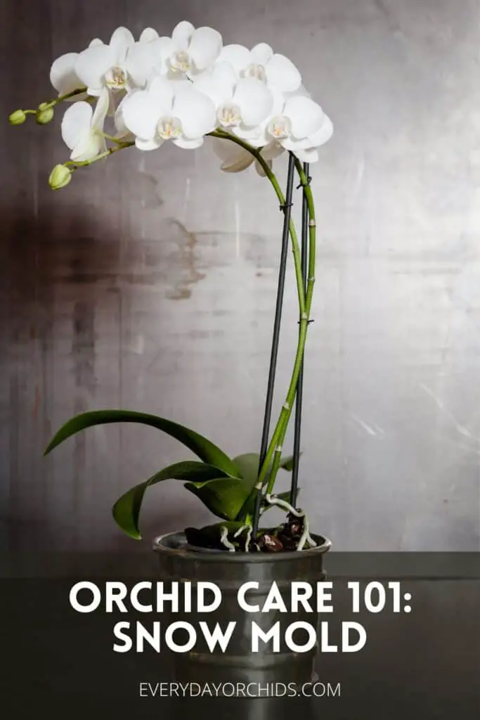 Orchid with mold on roots