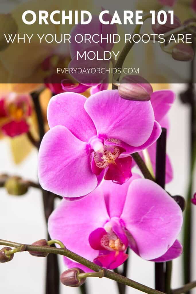 Why Are My Orchid Roots Moldy? - Everyday Orchids