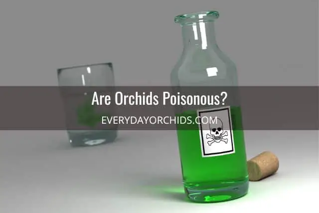 Green liquid in poison glass bottle